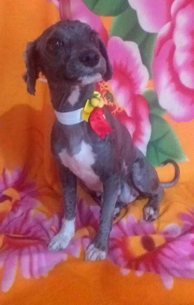 Cachorro ra a Mestiça Poodle  idade 1 ano nome Ana clara