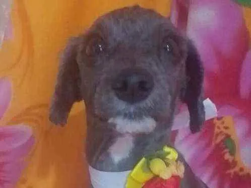 Cachorro ra a Mestiça Poodle  idade 1 ano nome Ana clara