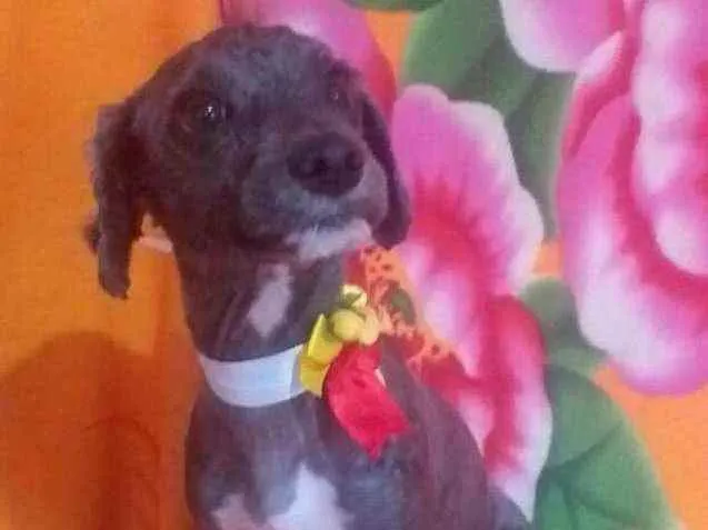 Cachorro ra a Mestiça Poodle  idade 1 ano nome Ana clara