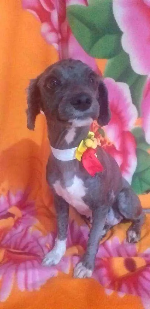Cachorro ra a Mestiça Poodle  idade 1 ano nome Ana clara