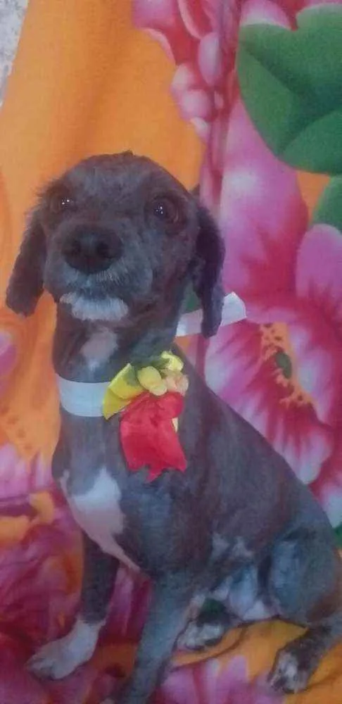 Cachorro ra a Mestiça Poodle  idade 1 ano nome Ana clara