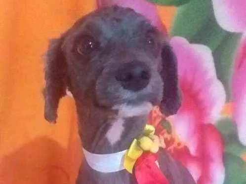 Cachorro ra a Mestiça Poodle  idade 1 ano nome Ana clara
