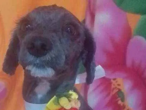 Cachorro ra a Mestiça Poodle  idade 1 ano nome Ana clara