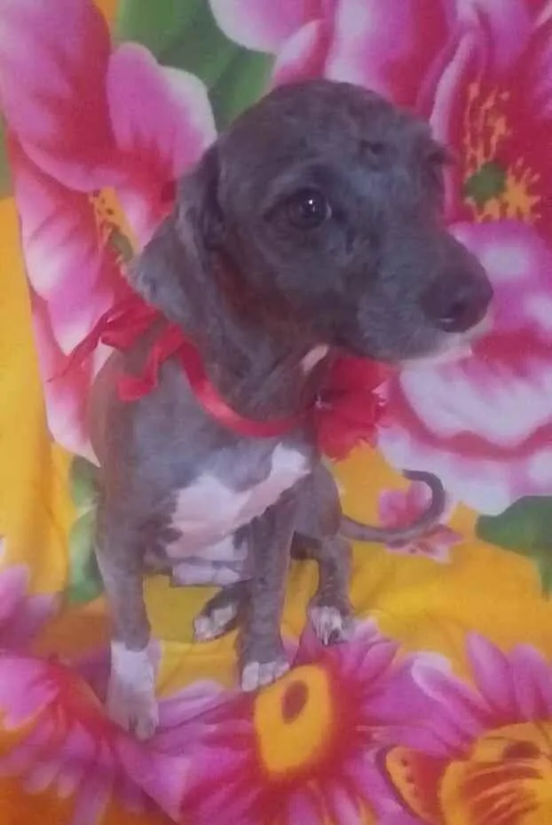 Cachorro ra a Mestiça Poodle  idade 1 ano nome Ana clara