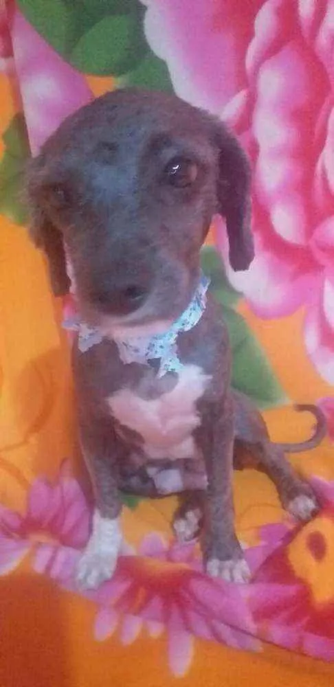 Cachorro ra a Mestiça Poodle  idade 1 ano nome Ana clara