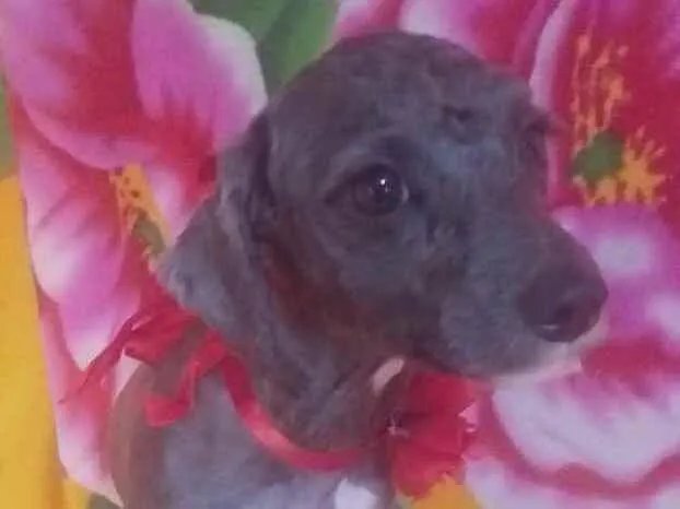 Cachorro ra a Mestiça Poodle  idade 1 ano nome Ana clara