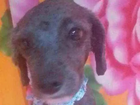 Cachorro ra a Mestiça Poodle  idade 1 ano nome Ana clara