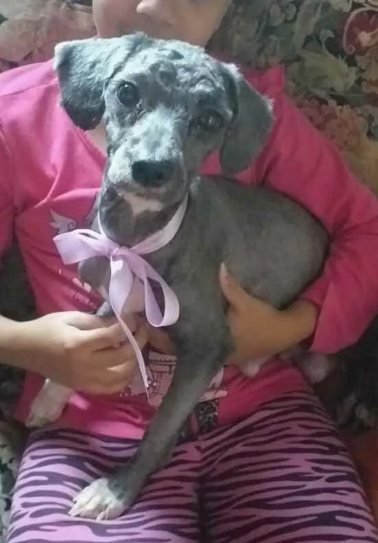 Cachorro ra a Mestiça Poodle  idade 1 ano nome Ana clara