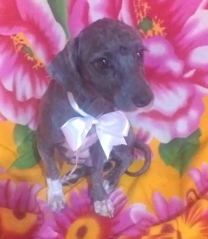 Cachorro ra a Mestiça Poodle  idade 1 ano nome Ana clara