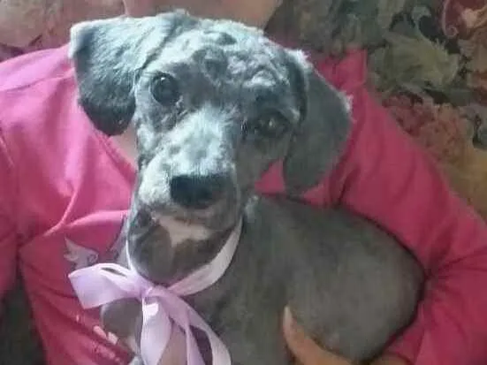 Cachorro ra a Mestiça Poodle  idade 1 ano nome Ana clara
