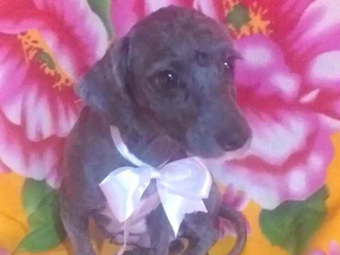 Cachorro ra a Mestiça Poodle  idade 1 ano nome Ana clara