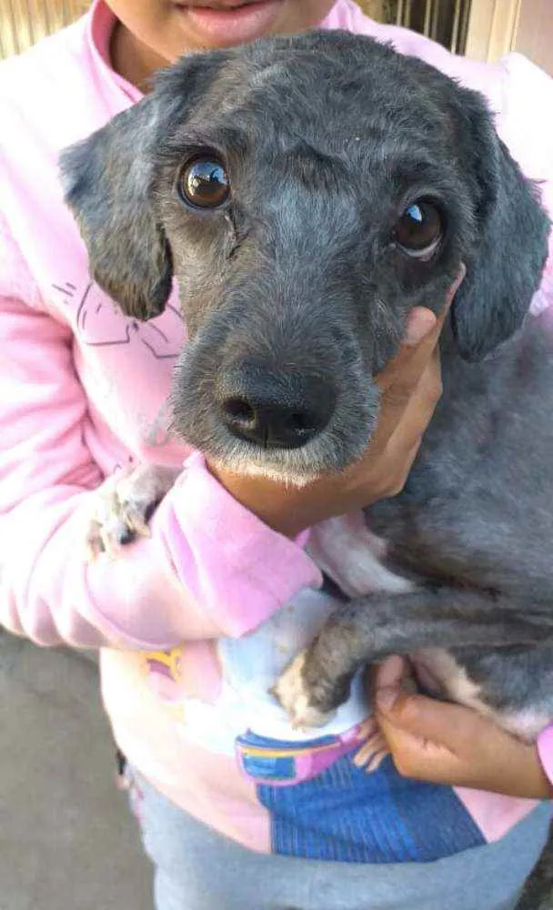 Cachorro ra a Mestiça Poodle  idade 1 ano nome Ana clara