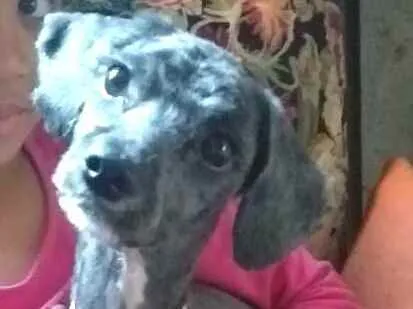 Cachorro ra a Mestiça Poodle  idade 1 ano nome Ana clara