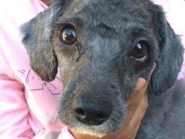 Cachorro ra a Mestiça Poodle  idade 1 ano nome Ana clara