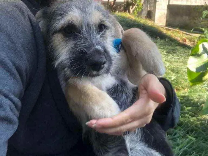 Cachorro ra a Srd idade 2 a 6 meses nome Boris