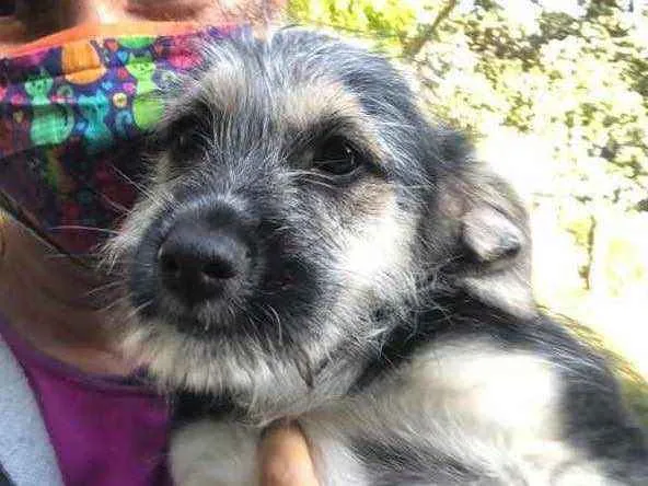 Cachorro ra a Srd idade 2 a 6 meses nome Boris