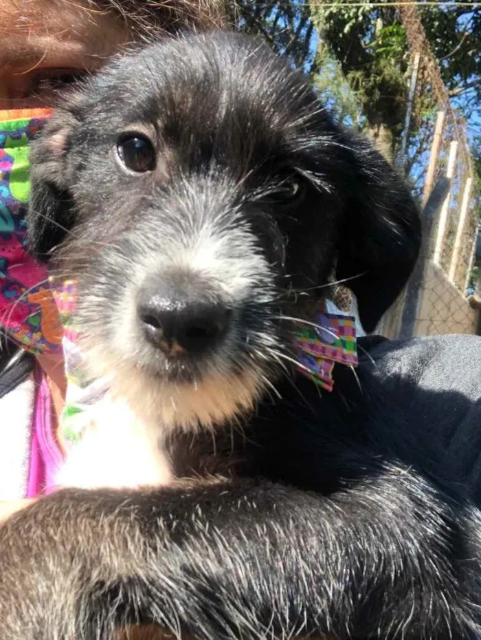 Cachorro ra a SRD idade 2 a 6 meses nome Barthô