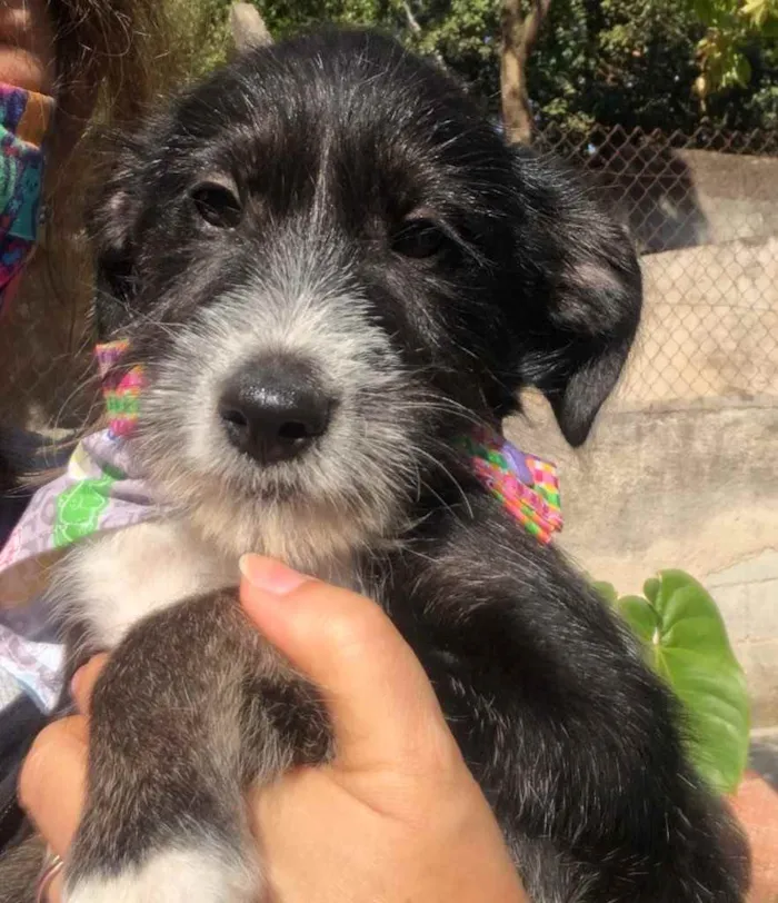 Cachorro ra a SRD idade 2 a 6 meses nome Barthô