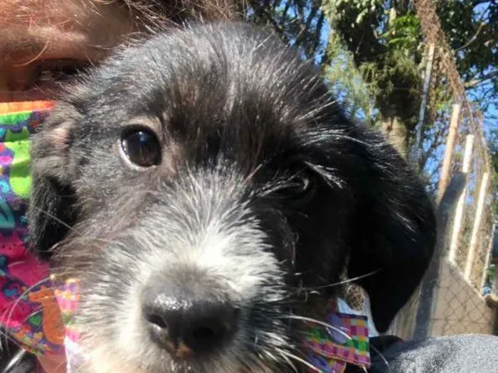 Cachorro ra a SRD idade 2 a 6 meses nome Barthô