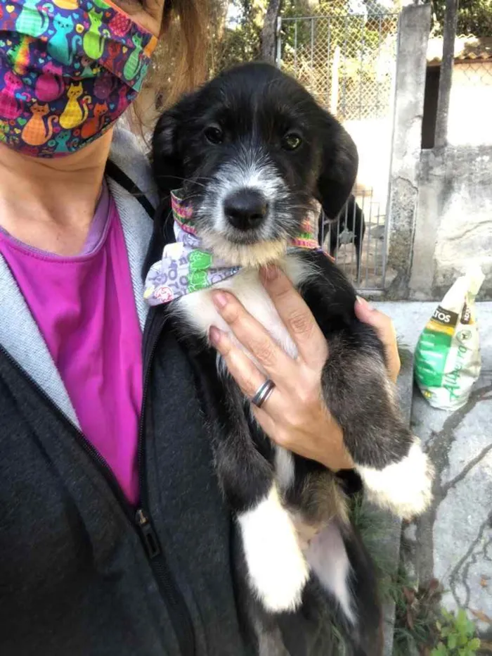 Cachorro ra a SRD idade 2 a 6 meses nome Barthô