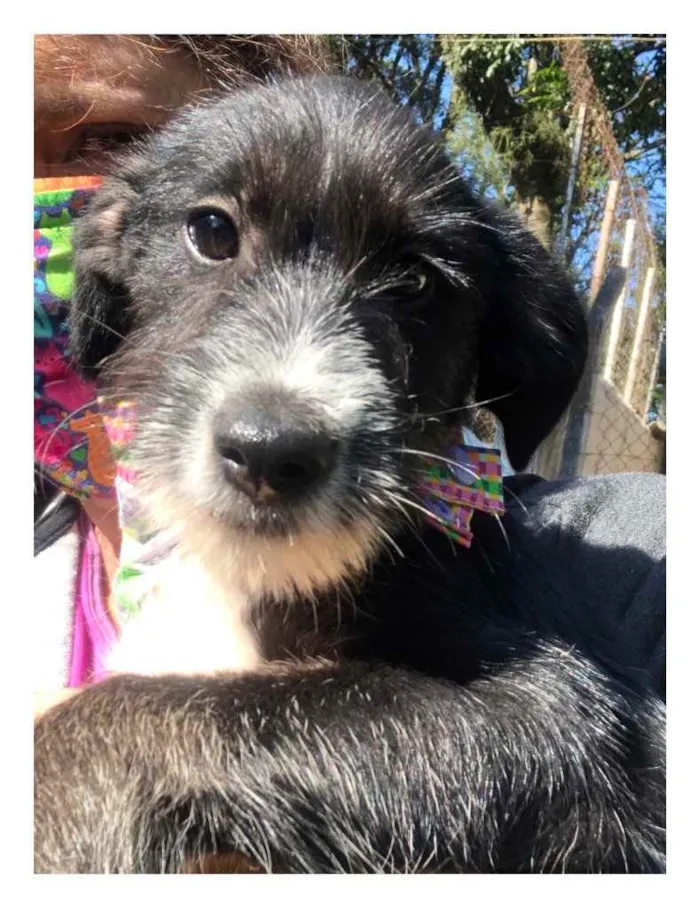 Cachorro ra a SRD idade 2 a 6 meses nome Barthô
