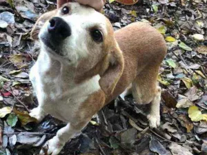 Cachorro raça Viralata idade 6 ou mais anos nome Gordo