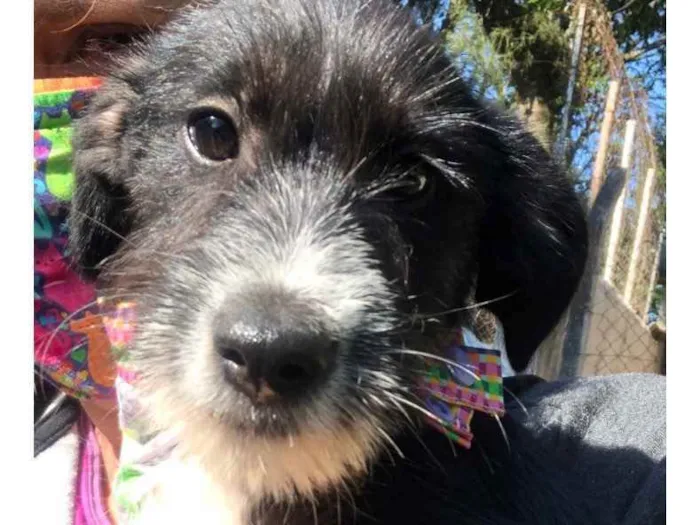 Cachorro ra a SRD idade 2 a 6 meses nome Barthô
