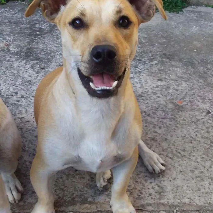 Cachorro ra a RSD idade 2 anos nome Barrichello 