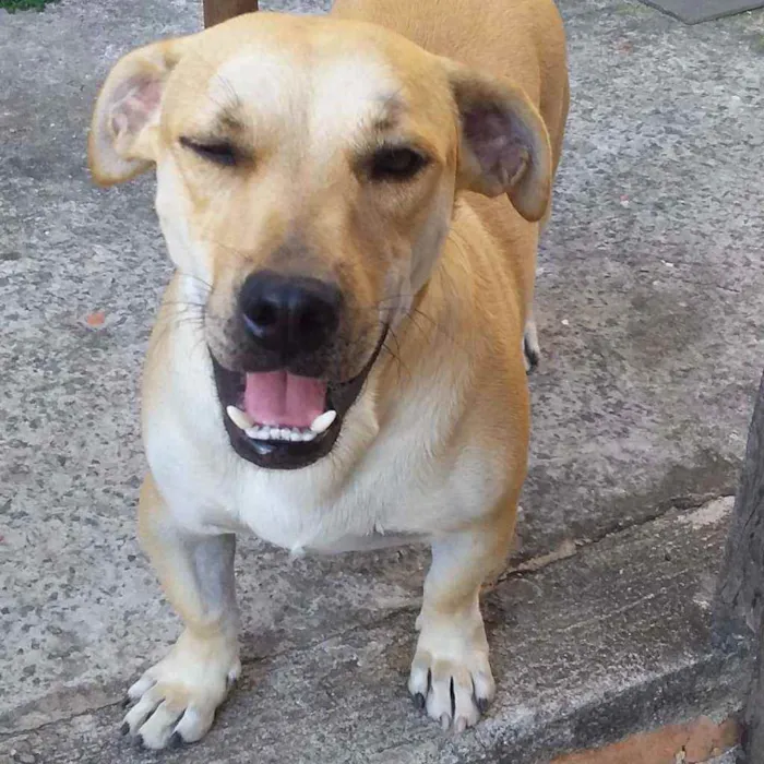 Cachorro ra a RSD idade 2 anos nome Barrichello 