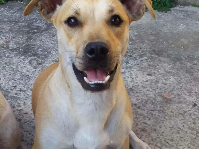 Cachorro ra a RSD idade 2 anos nome Barrichello 