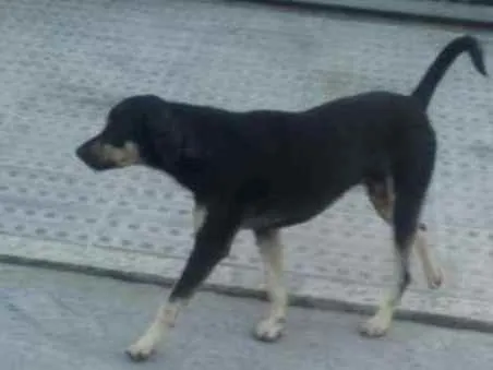 Cachorro ra a Pinscher idade 1 ano nome Duque