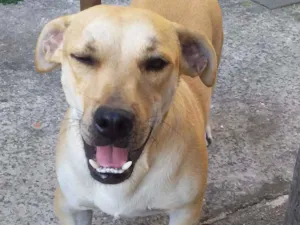 Cachorro raça RSD idade 2 anos nome Barrichello 
