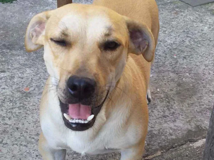 Cachorro ra a RSD idade 2 anos nome Barrichello 