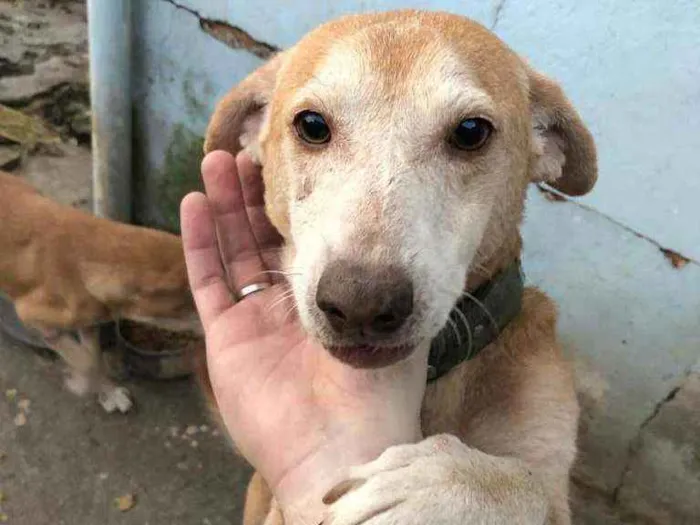 Cachorro ra a Viralata idade 6 ou mais anos nome Carmen