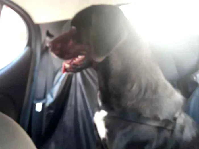 Cachorro raça SRD-ViraLata idade 1 ano nome Wagui