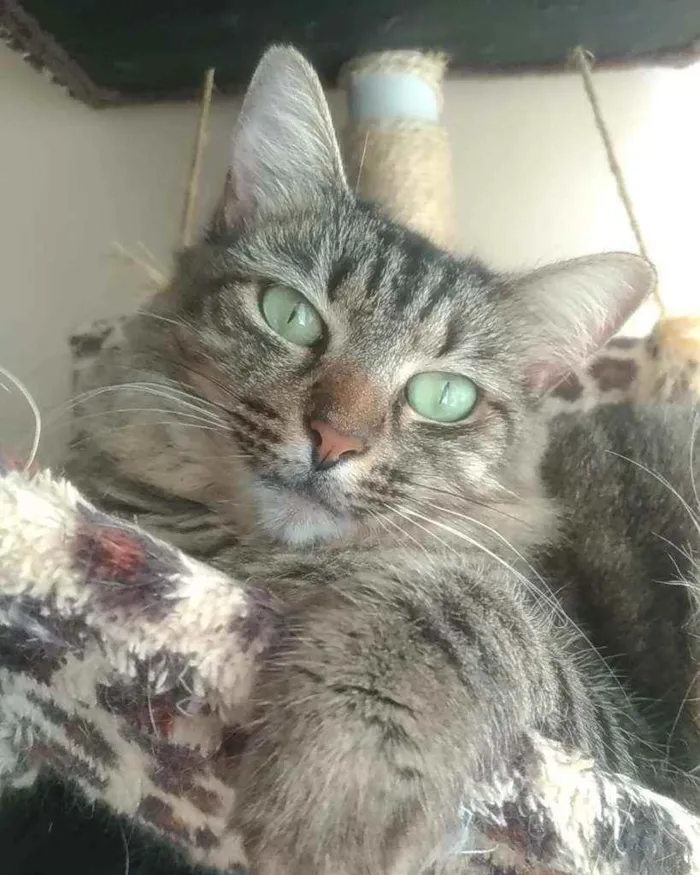 Gato ra a Srd idade 2 anos nome Tayga