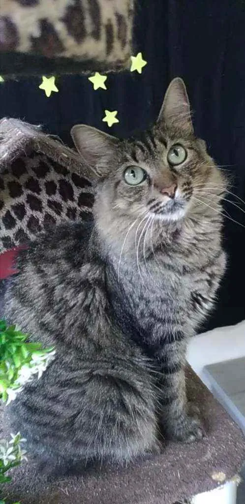 Gato ra a Srd idade 2 anos nome Tayga