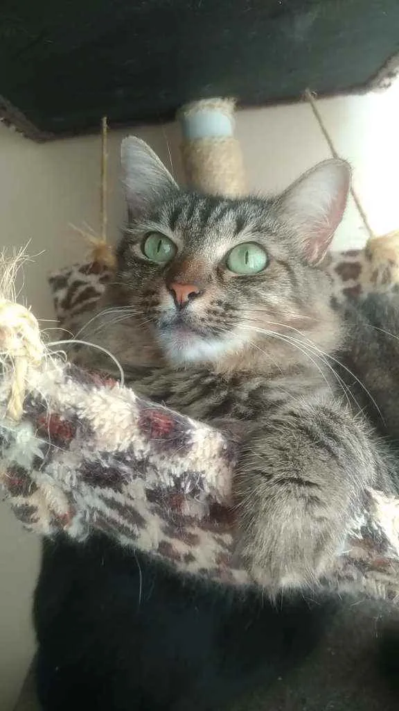 Gato ra a Srd idade 2 anos nome Tayga