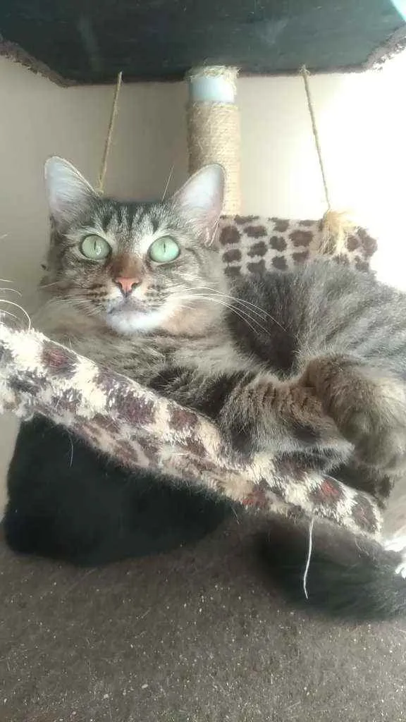 Gato ra a Srd idade 2 anos nome Tayga