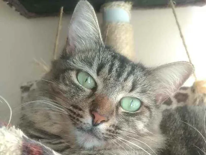 Gato ra a Srd idade 2 anos nome Tayga