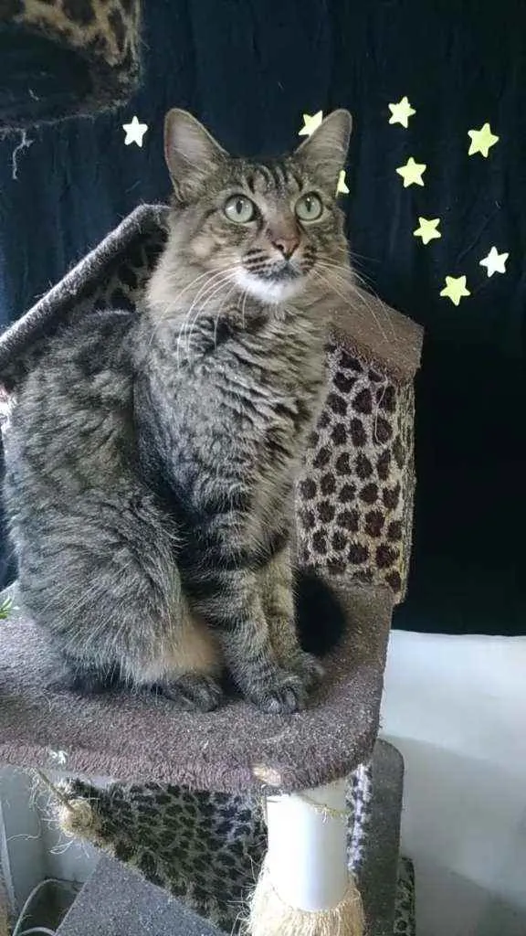 Gato ra a Srd idade 2 anos nome Tayga
