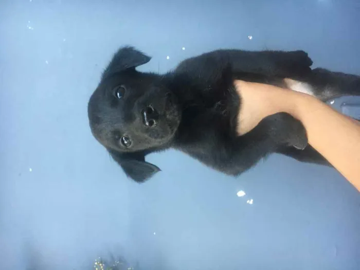 Cachorro ra a labrador com vira lata idade Abaixo de 2 meses nome sem nome