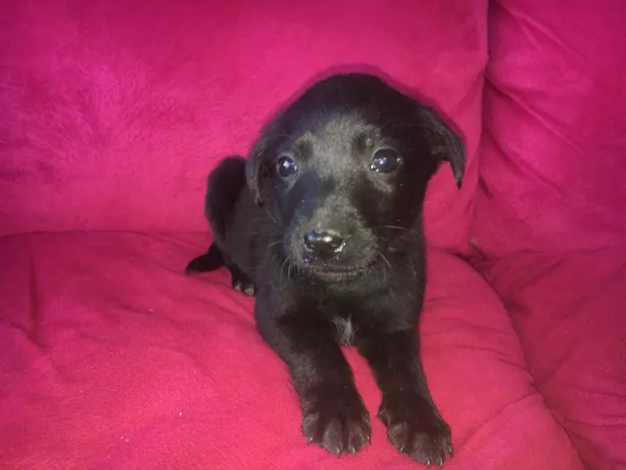 Cachorro ra a labrador com vira lata idade Abaixo de 2 meses nome sem nome