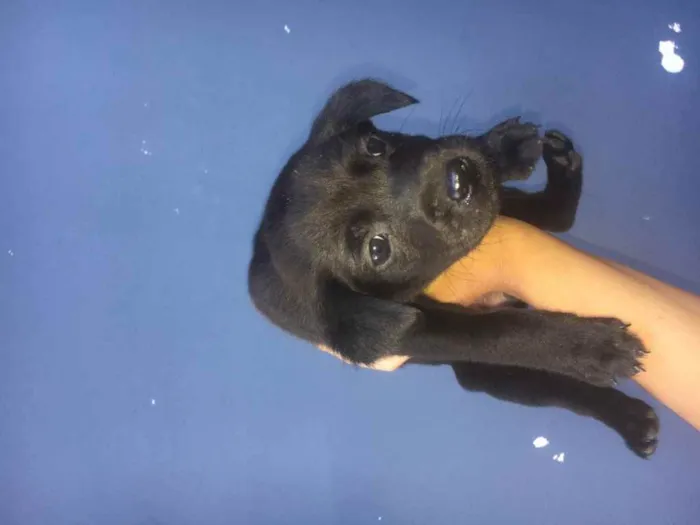 Cachorro ra a labrador com vira lata idade Abaixo de 2 meses nome sem nome