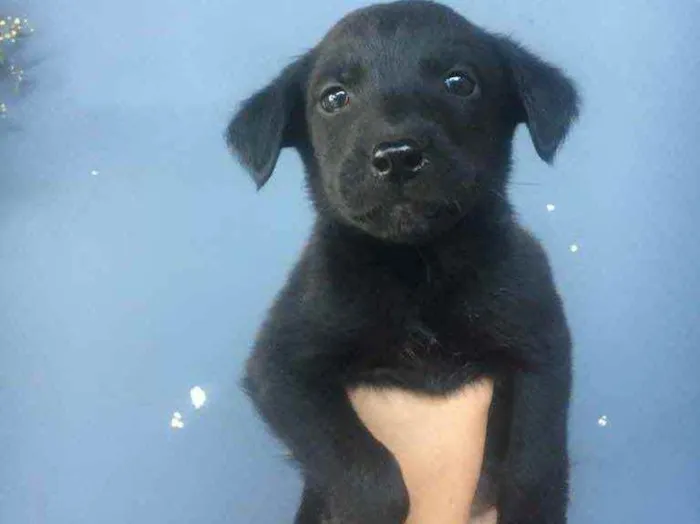 Cachorro ra a labrador com vira lata idade Abaixo de 2 meses nome sem nome