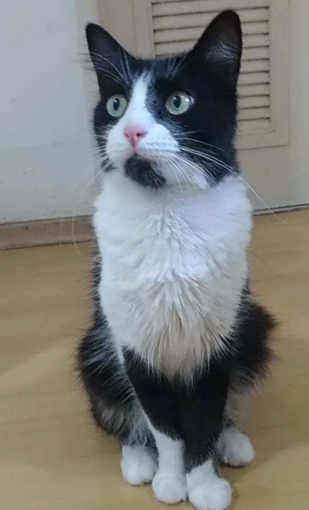 Gato ra a Srd idade 3 anos nome Pitty