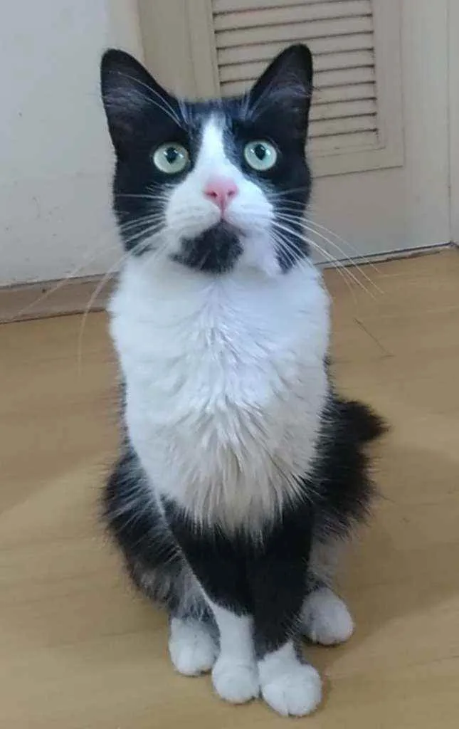 Gato ra a Srd idade 3 anos nome Pitty