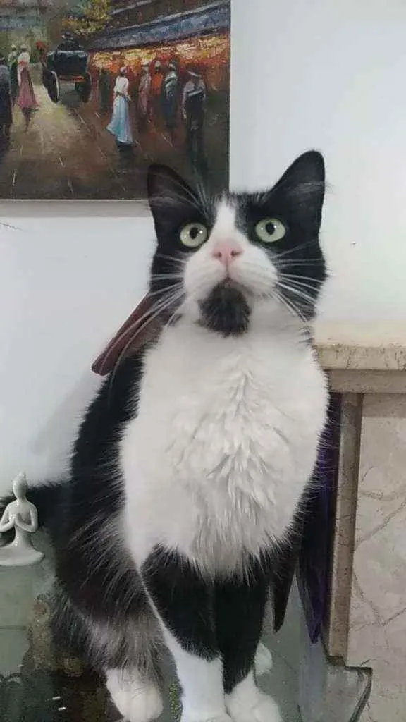 Gato ra a Srd idade 3 anos nome Pitty