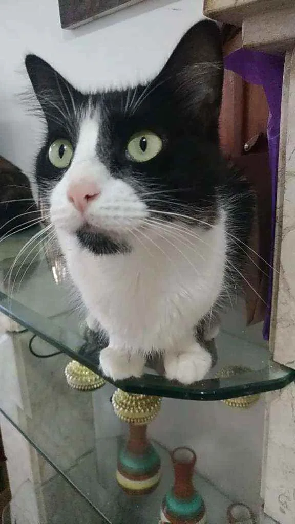 Gato ra a Srd idade 3 anos nome Pitty