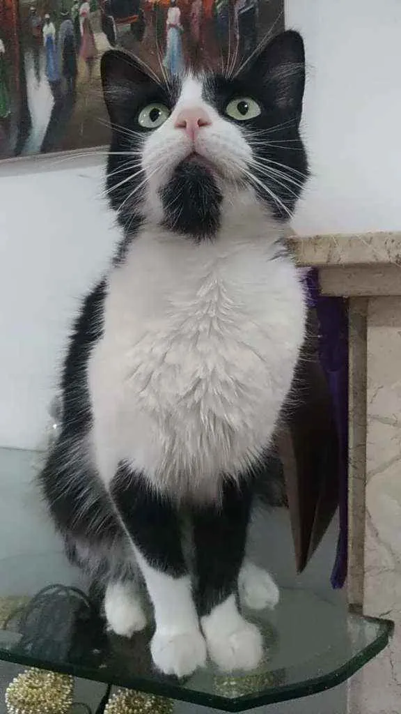 Gato ra a Srd idade 3 anos nome Pitty